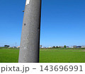 刈取り後の若草生える秋の朝の田んぼの農道に建つ電柱と青空 143696991