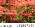 彼岸花の近景 143697150