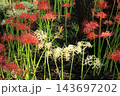 赤、白彼岸花の近景 143697202