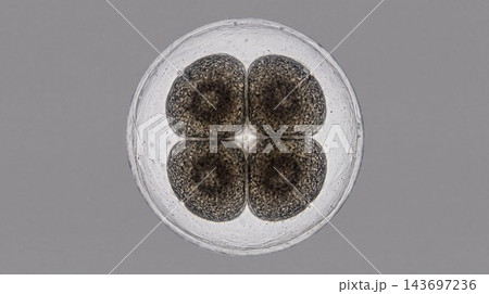 Four-cell frog embryo under microscope Four-cell frog embryo under microscope 143697236