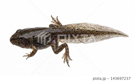 Tadpole with hind legs developing into a frog Tadpole with hind legs developing into a frog 143697237