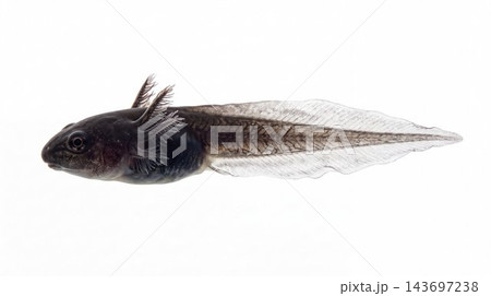 Tadpole with external feathery gills side view Tadpole with external feathery gills side view 143697238