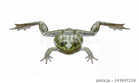 Green frog swimming with legs stretched, front view 143697239
