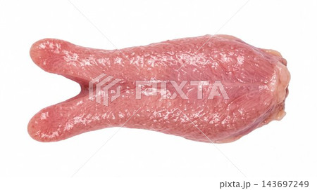 Pink forked tongue isolated on white background 143697249