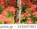 彼岸花にキノコ 143697465