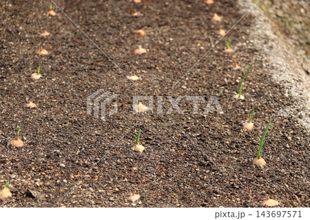 葉タマネギの苗の植えてある土の畑の風景 143697571