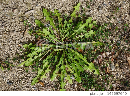 ロゼット(地面に葉が放射状に広がるように生える植物の葉の形) ロゼット(地面に葉が放射状に広がるように生える植物の葉の形) 143697640