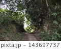 緑の木々や植物のトンネルと道のある風景 143697737