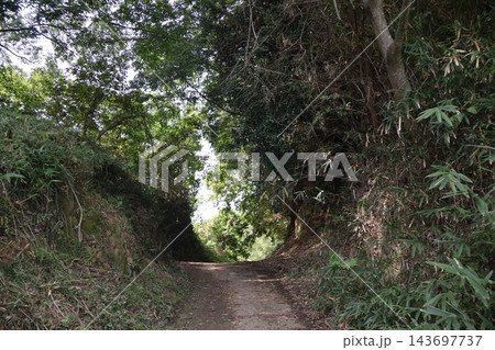 緑の木々や植物のトンネルと道のある風景 緑の木々や植物のトンネルと道のある風景 143697737