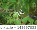 緑の葉と白い花びらの仙人草の花の咲く風景 143697833