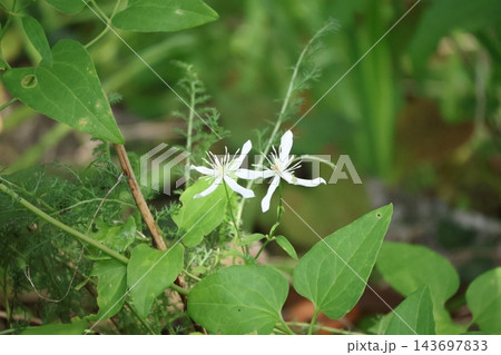 緑の葉と白い花びらの仙人草の花の咲く風景 143697833