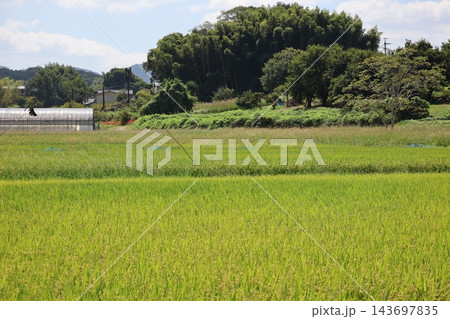 実る稲穂の田んぼとビニールハウスと緑の木々の森と雲の多い青空の風景 実る稲穂の田んぼとビニールハウスと緑の木々の森と雲の多い青空の風景 143697835