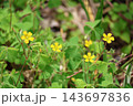 緑の葉と黄色い花びらのカタバミの花の咲く風景 143697836
