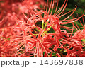 彼岸花のアップ 143697838