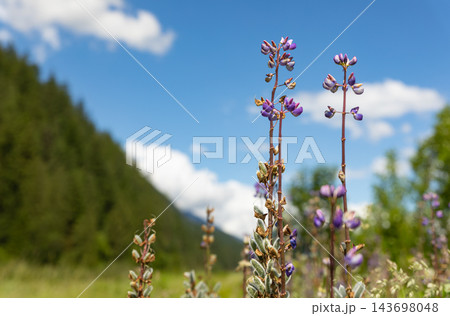 Close up of purple wildflower summer blossoms, Silvery Lupine Lupinus argenteus, growing in a meadow 143698048