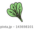 シンプルな野菜のイラスト　小松菜 143698101