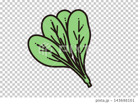 Simple illustration of a vegetable: Komatsuna (Japanese mustard spinach) Simple illustration of a vegetable: Komatsuna (Japanese mustard spinach) 143698101