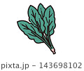 シンプルな野菜のイラスト　ほうれん草 143698102