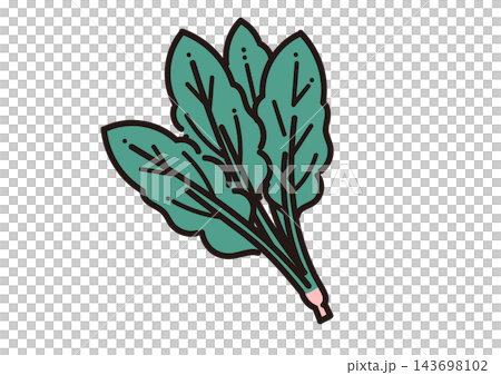 Simple illustration of a vegetable: spinach Simple illustration of a vegetable: spinach 143698102