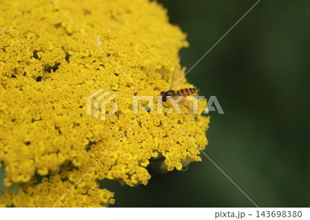 初夏の庭に咲く黄色いキバナノコギリソウの花の蜜を吸うホソヒメヒラタアブ 143698380