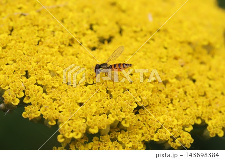 初夏の庭に咲く黄色いキバナノコギリソウの花の蜜を吸うホソヒメヒラタアブ 初夏の庭に咲く黄色いキバナノコギリソウの花の蜜を吸うホソヒメヒラタアブ 143698384