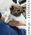 飼い主の腕に優しく乗ってリラックスするライオンラビット 143698424