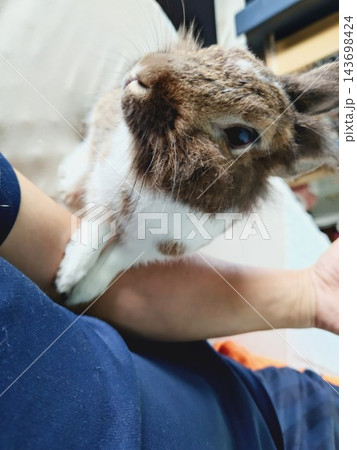 飼い主の腕に優しく乗ってリラックスするライオンラビット 飼い主の腕に優しく乗ってリラックスするライオンラビット 143698424