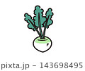 シンプルな野菜のイラスト　かぶ 143698495