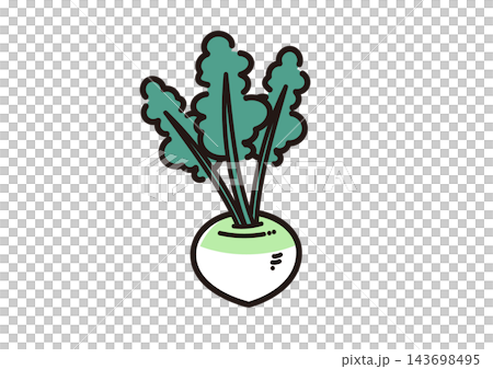 簡單的蔬菜插畫:蕪菁 簡單的蔬菜插畫:蕪菁 143698495