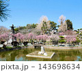 熊本県玉名市　春の心字が池公園と梅の花 143698634