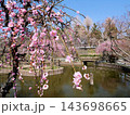 春の心字が池公園と梅の花（熊本県玉名市） 143698665