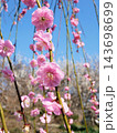 「心字が池公園」の梅の花（熊本県玉名市） 143698699