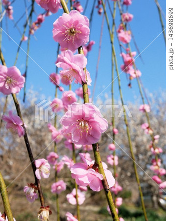 「心字が池公園」の梅の花(熊本県玉名市) 「心字が池公園」の梅の花(熊本県玉名市) 143698699