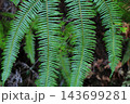 シダの葉 143699281