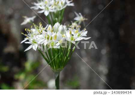 ニラの花 143699434