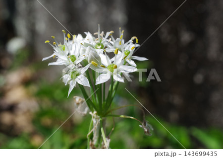 ニラの花 ニラの花 143699435