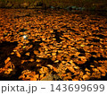 夜の池に浮かぶ紅葉 143699699