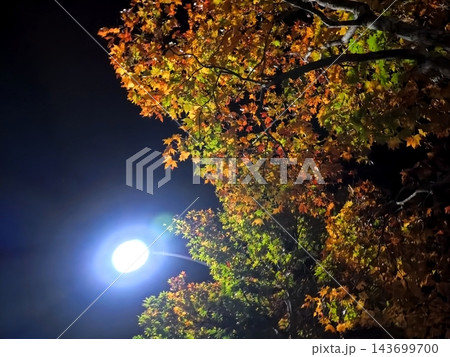 街灯に照らされる紅葉 街灯に照らされる紅葉 143699700