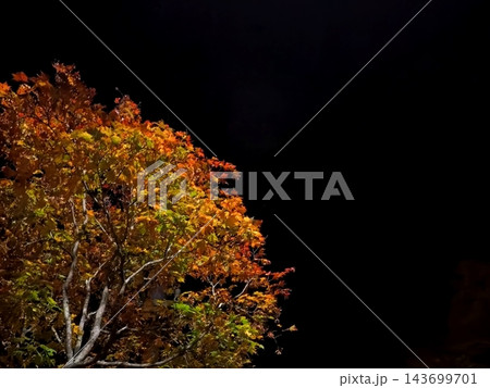 夜空バックの紅葉 夜空バックの紅葉 143699701