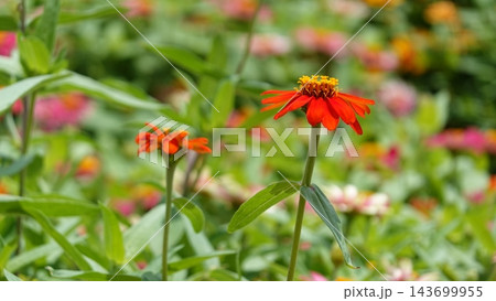 色とりどりの花が咲き誇る鮮やかな花畑 143699955