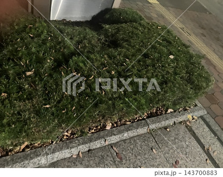 街路の歩道に沿って植えられた低木と秋の落ち葉 街路の歩道に沿って植えられた低木と秋の落ち葉 143700883