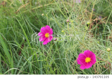 コスモスの花のある風景 コスモスの花のある風景 143701105