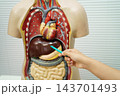 Asian student learning with human body model in anatomy biology in classroom at high school. 143701493