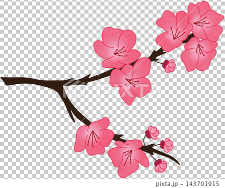 pink cherry blossom branch illustration pink cherry blossom branch illustration 143701915
