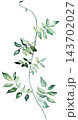 Watercolor trailing jasmine vine with green leaves, botanical greenery isolated illustration, single element 143702027