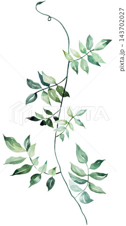 Watercolor trailing jasmine vine with green leaves, botanical greenery isolated illustration, single element 143702027