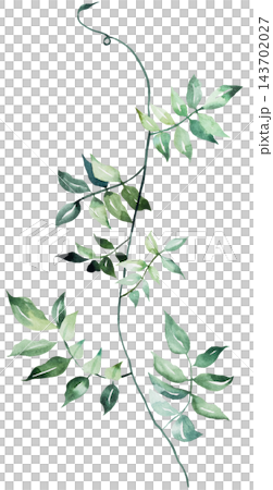 Watercolor trailing jasmine vine with green leaves, botanical greenery isolated illustration, single element 143702027