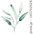 Hand drawn watercolor green eucalyptus leaves, botanical greenery isolated illustration element 143702028