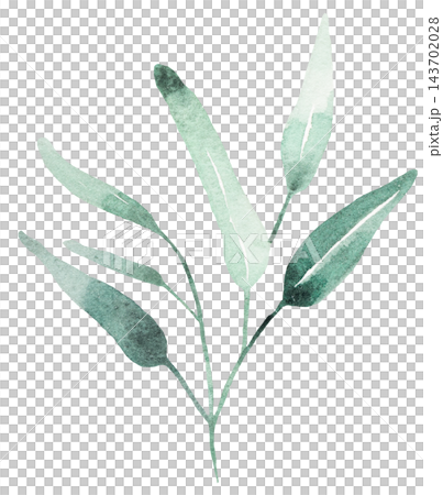 Hand drawn watercolor green eucalyptus leaves, botanical greenery isolated illustration element Hand drawn watercolor green eucalyptus leaves, botanical greenery isolated illustration element 143702028