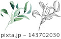 Watercolor botanical clipart with green eucalyptus leaves and black line art, isolated illustration 143702030